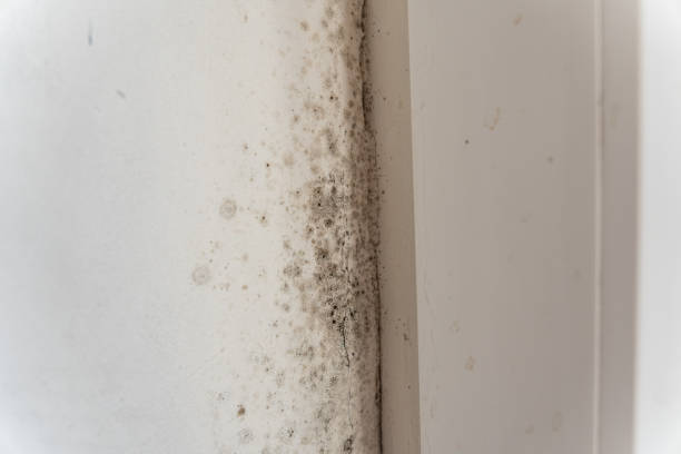 Mold Odor Removal Services in Leon Valley, TX